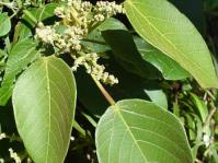 Macaranga capensis in flower (Geoff Nichols).