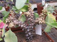 Othonna herrei in cultivation at the Karoo Desert NBG.