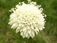 Cephalaria pungens
