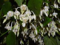 Rinorea angustifolia subsp. natalensis (Geoff Nichols)