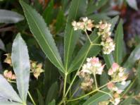 Platylophus trifoliatus 