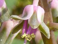 Ledebouria parvifolia 