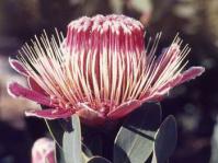 Protea lacticolor 