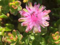 Diastella divaricata subsp. divaricata 