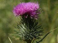 Cirsium vulgare
