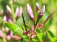 Indigofera langebergensis