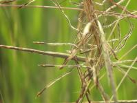 Heteropogon contortus (L.Fish).