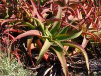 Aloe vanbalenii 