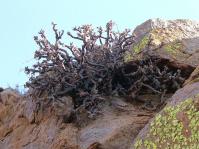 Pelargonium vanderwaltii