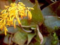 Aloe reynoldsii (Ernst van Jaarsveld)