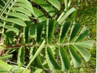 Melianthus villosus