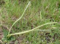 Ledebouria coriacea, each plant produces several long inflorescences.