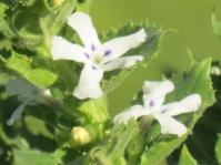 Oftia africana 