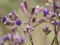 Capitula of Senecio gerrardii.