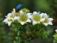 Diosma haelkraalensis