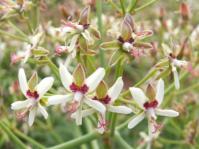Pelargonium paniculatum 