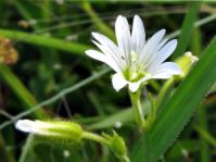 Cerastium arabidis 