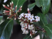 Acokanthera oblongifolia