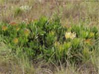 Protea roupelliae subsp. hamiltonii 