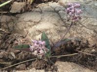 Ledebouria papillata 