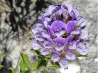 Otholobium fruticans 