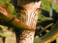 Aloe varimaculata  