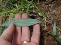 Ledebouria glauca 