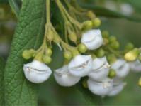 Bowkeria cymosa 