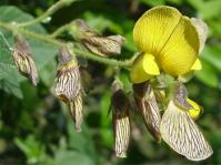 Rhynchosia caribaea (Geoff Nichols)