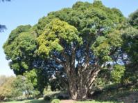 80 year old Ficus craterostoma in Kirstenbosch.