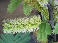 Elephantorrhiza burkei (Geoff Nichols)