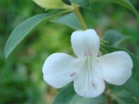 Barleria quadriloba 