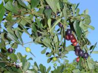 Rhoicissus tridentata (Geoff Nichols)