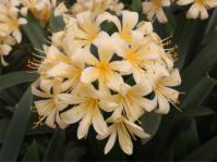 Clivia miniata var. citrina ‘Kirstenbosch Yellow’ 