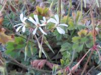 Pelargonium alchemilloides 