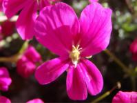 Pelargonium sericifolium 