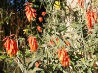 Aloiampelos ciliaris in a garden (AW Klopper)