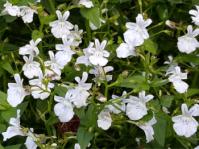 Nemesia diffusa 