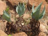 Ledebouria confusa, a handsome and attractive plant for full sun.