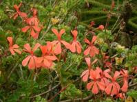 Pelargonium salmoneum 