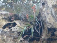 Aloe howmanii 