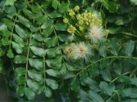 Albizia suluensis (Geoff Nichols)