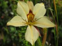 Wachendorfia brachyandra (Gigi Laidler)