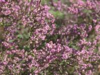 Muraltia spinosa