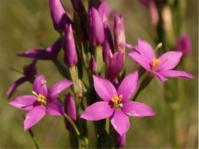 Chironia krebsii (Nick Helme)