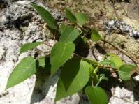 Ficus muelleriana 