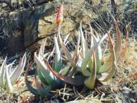 Aloe reitzii var. vernalis