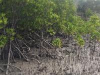Red Mangrove, Rhizophora mucronata.