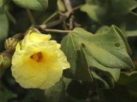 Azanza garckeana (Bart Wurston)