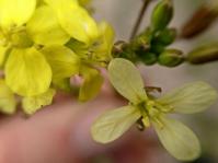 Brassica tournefortii (Ron Vanderhoff)